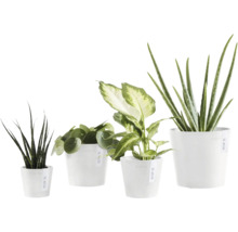 Blumentopf Ecopots Amsterdam Kunststoff Ø 6,8 cm 8 x 8 x 7 cm weiß