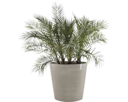 Dattelpalme im Topf für den Innenbereich