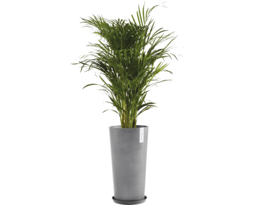 Areca Palme im Topf für den Innenbereich