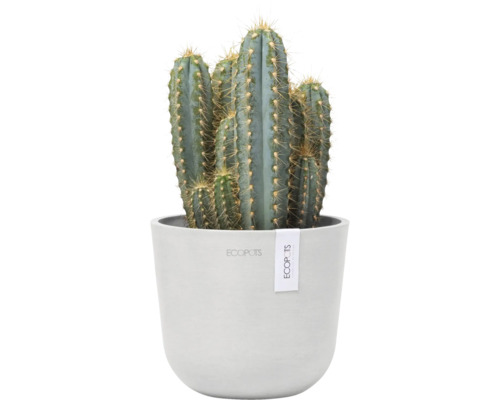 Kaktus in einem Topf