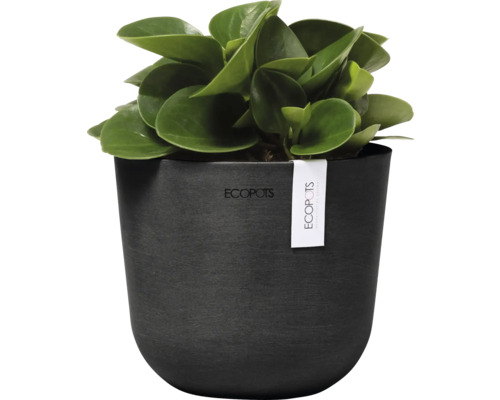 Zimmerpflanze Peperomia obtusifolia in einem schwarzen Pflanzgefäß