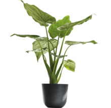 Alocasia Zimmerpflanze im Topf