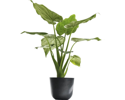 Alocasia Zimmerpflanze im Topf