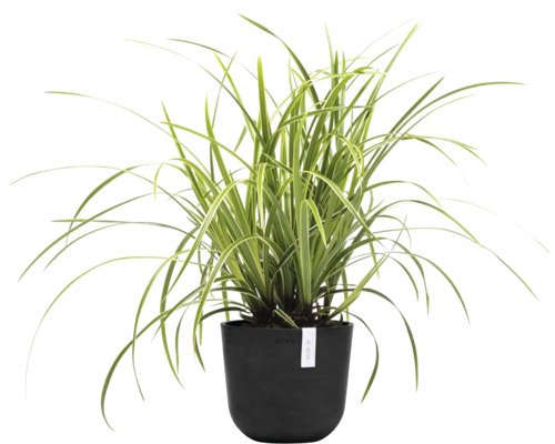 Zimmerpflanze mit langen, schmalen Blättern in einem Topf