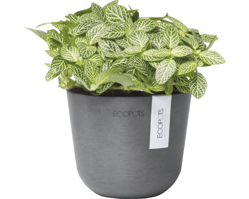 Grüne Mosaikpflanze im Topf