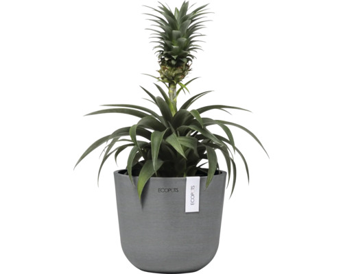 Ananaspflanze im Topf