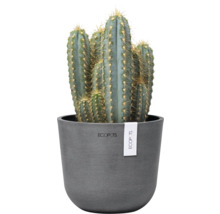 Kaktus in einem Blumentopf