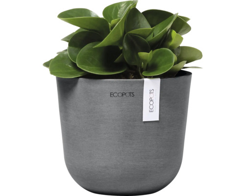 Pfefferpflanze im Topf