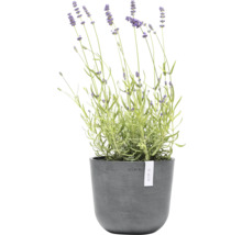 Lavendel in einem Topf