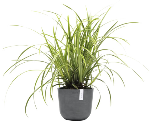 Zimmerpflanze in grauem Topf