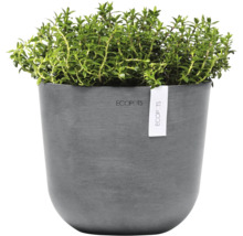 Thymian im grauen Ecopots Blumentopf