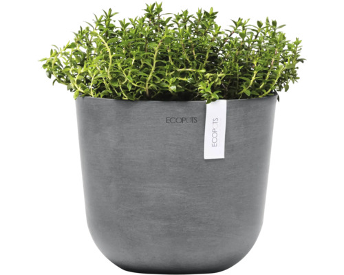 Thymian im grauen Ecopots Blumentopf
