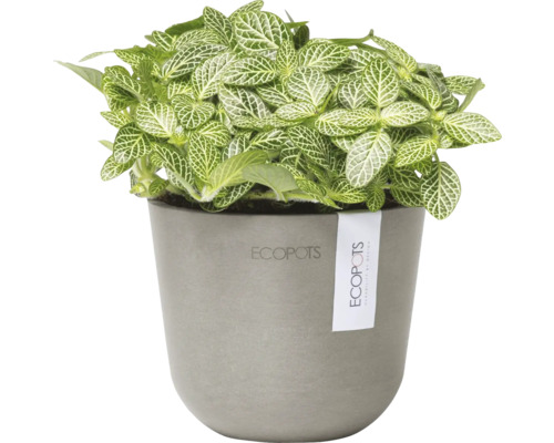 Nervpflanze im Topf der Marke Ecopots
