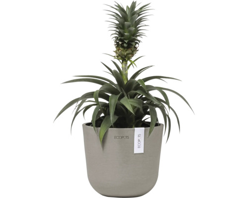 Ananaspflanze im Topf