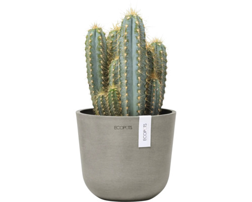 Kaktus in einem Topf