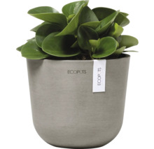 Zimmerpflanze in einem Ecopot Topf