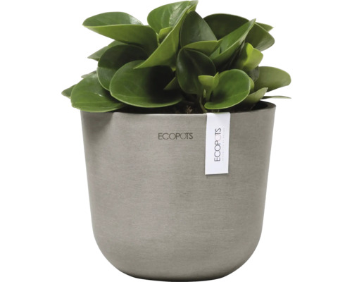 Zimmerpflanze in einem Ecopot Topf