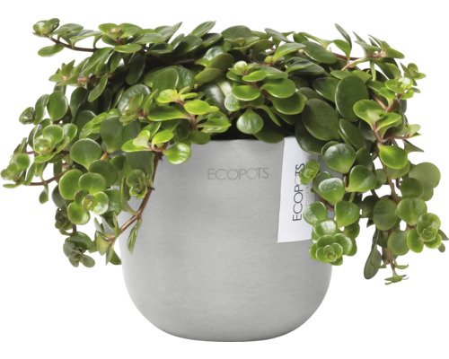 Zimmerpflanze in einem Topf