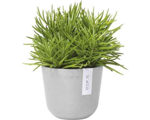 Grüne Zimmerpflanze im Topf