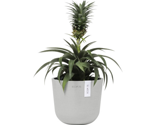 Ananaspflanze im Topf