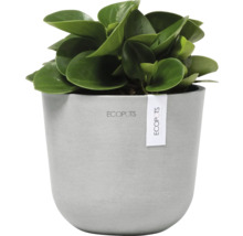 Zimmerpflanze Peperomia in einem grauen Topf der Marke Ecopots