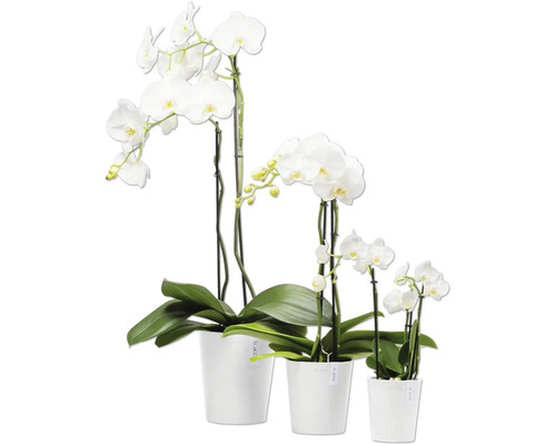 Vier weiße Orchideen in Töpfen unterschiedlicher Größe.