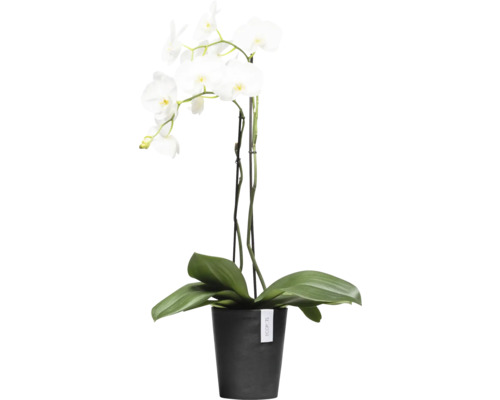 Weiße Orchidee im schwarzen Topf als Dekoration