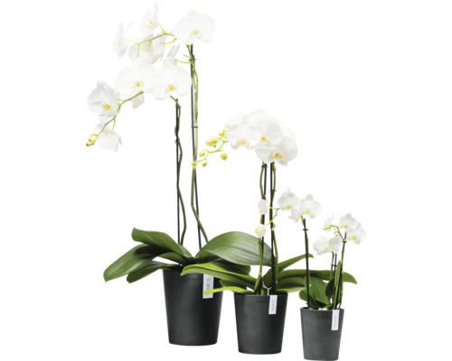 Drei weiße Orchideen in Töpfen unterschiedlicher Größe