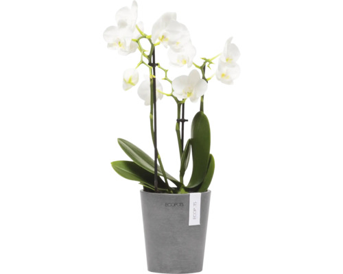 Orchidee mit weißen Blüten im Topf