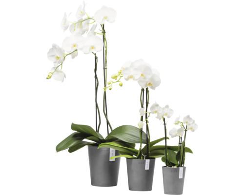 Drei weiße Orchideen in grauen Töpfen