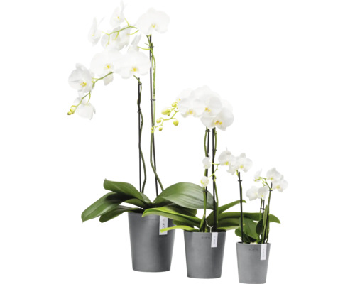 Drei weiße Orchideen in grauen Töpfen unterschiedlicher Größe