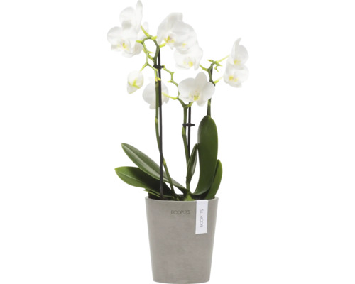 Orchidee mit weißen Blüten im Topf