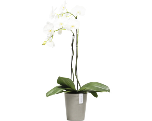 Weiße Orchidee im Topf