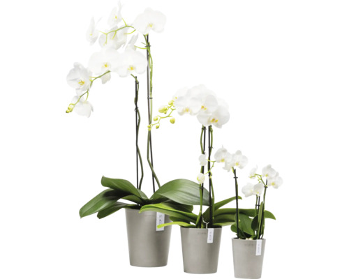 Drei weiße Orchideen in Töpfen unterschiedlicher Größe.