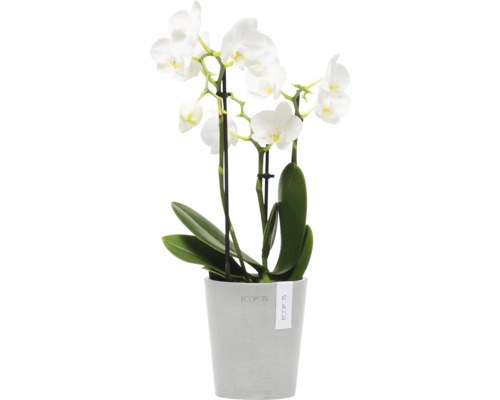 Weiße Orchidee im Topf