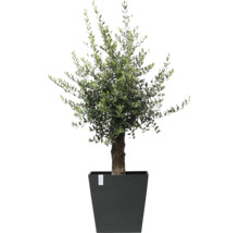 Olivenbaum im Topf