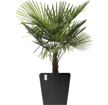 Hanfpalme im Topf