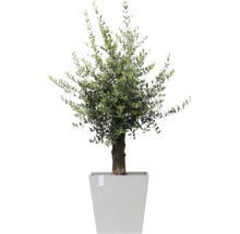 Olivenbaum im Topf