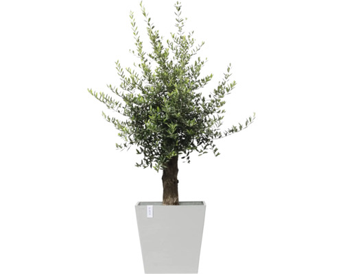 Olivenbaum im Topf
