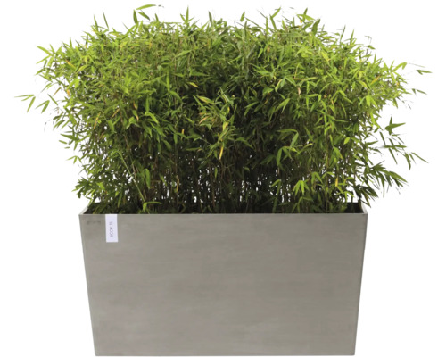 Bambus im grauen Pflanzkasten