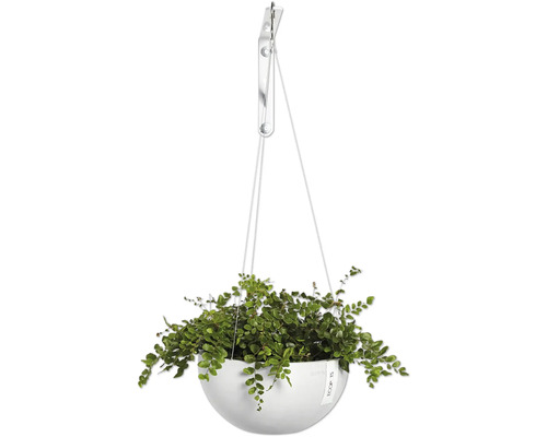 Hängepflanze mit grünen Blättern in weißem Topf