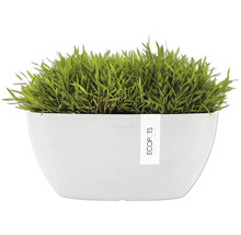 Weißer Pflanztopf mit Grasbepflanzung