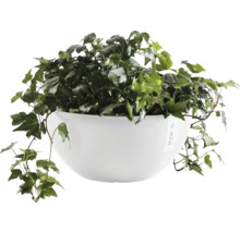 Efeu in einem weißen Ecopots Pflanzgefäß