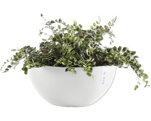 Knopffarn in weißem Pflanzgefäß