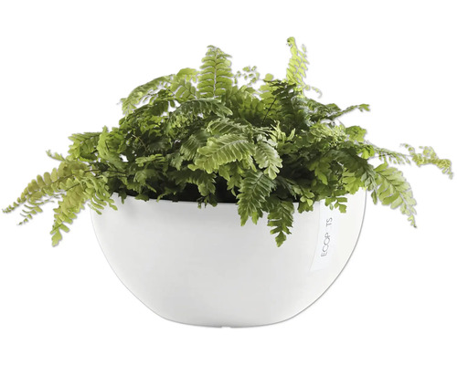 Zimmerpflanze mit Farn in weißem Topf