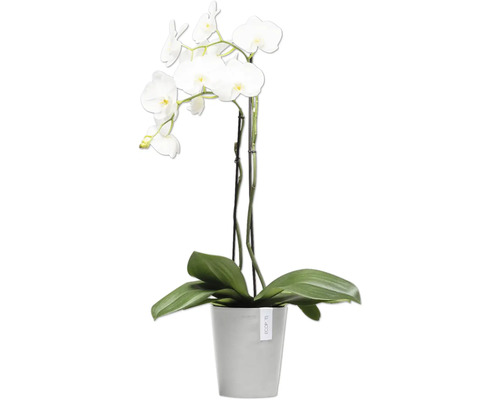 Weiße Orchidee im Topf