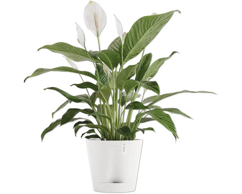 Einblatt Pflanze in einem Topf