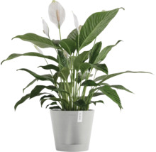 Blumentopf Ecopots Venice Kunststoff Ø 18,3 cm 20,1 x 20,1 x 17,7 cm grauweiß