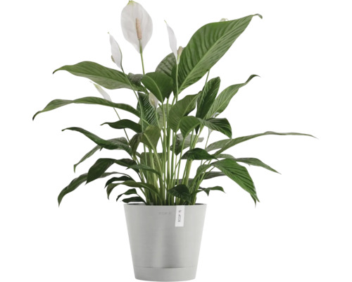 Einblatt Pflanze im Topf