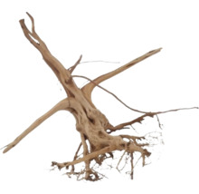 Holzwurzel zur Dekoration